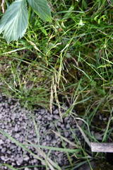 Deschampsia cespitosa