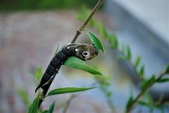 Xylophanes falco