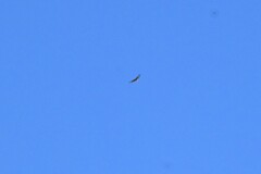 Buteo hemilasius