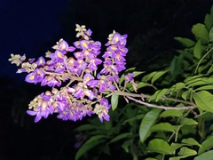 Wisteriopsis eurybotrya