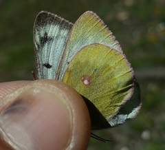 Colias phicomone