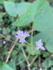 Persicaria senticosa