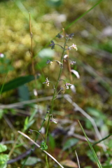 Thalictrum alpinum