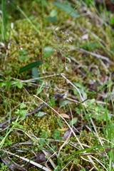 Thalictrum alpinum
