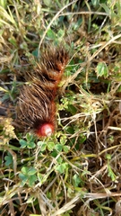 Phyllalia patens