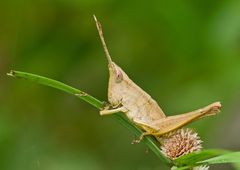 Phlaeoba antennata
