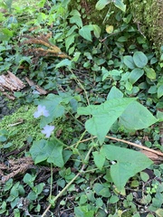 Persicaria senticosa