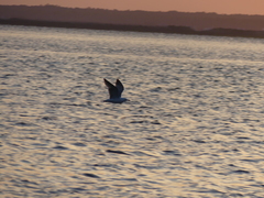 Larus argentatus