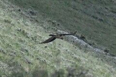 Gypaetus barbatus