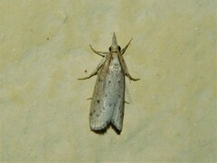 Pyraloidea