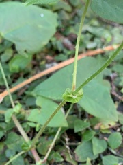Persicaria senticosa