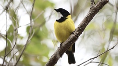 Pachycephala fuliginosa