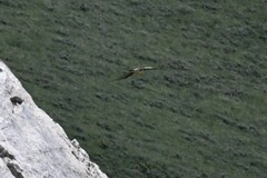 Gypaetus barbatus