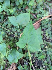 Persicaria senticosa