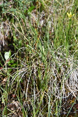 Juncus castaneus