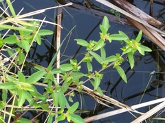 Decodon verticillatus