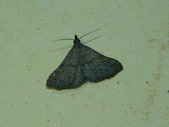 Naarda xanthonephroides