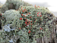 Cladonia cristatella