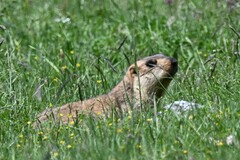 Marmota himalayana