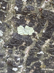 Flavopunctelia soredica