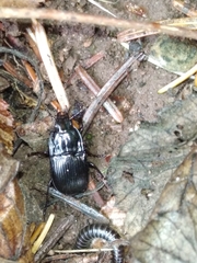 Abax ovalis
