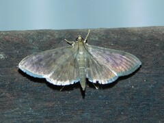 Spilomelinae