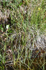 Juncus castaneus