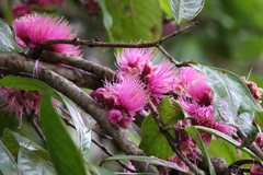 Syzygium malaccense