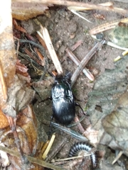 Abax ovalis