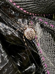 Araneus marmoreus