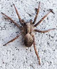 Xerolycosa miniata