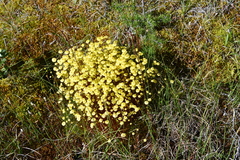 Splachnum luteum