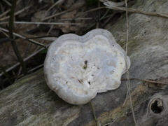 Trametes gibbosa