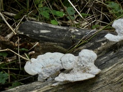 Trametes gibbosa