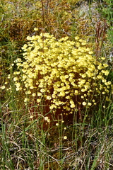 Splachnum luteum