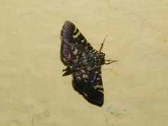 Pardomima