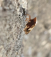 Stenocotini