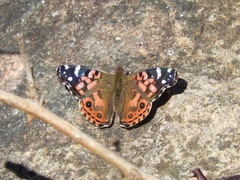 Vanessa braziliensis