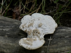 Trametes gibbosa
