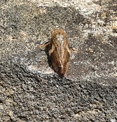 Stenocotini