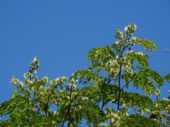 Albizia inundata