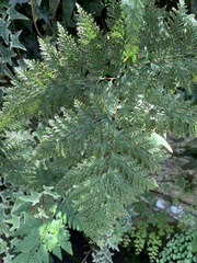 Davallia trichomanoides