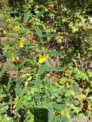 Chamaecrista fasciculata