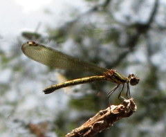 Heliocypha bisignata