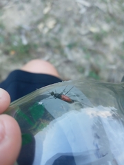 Atanycolus cappaerti