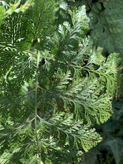 Davallia trichomanoides