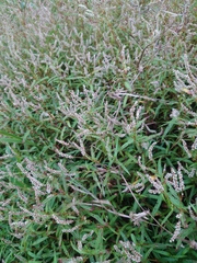 Persicaria kawagoeana