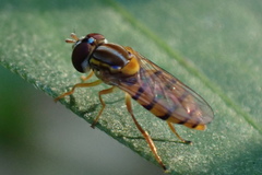 Toxomerus jussiaeae