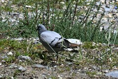 Columba rupestris