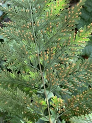 Davallia trichomanoides